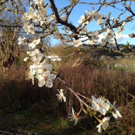 Plum flowers